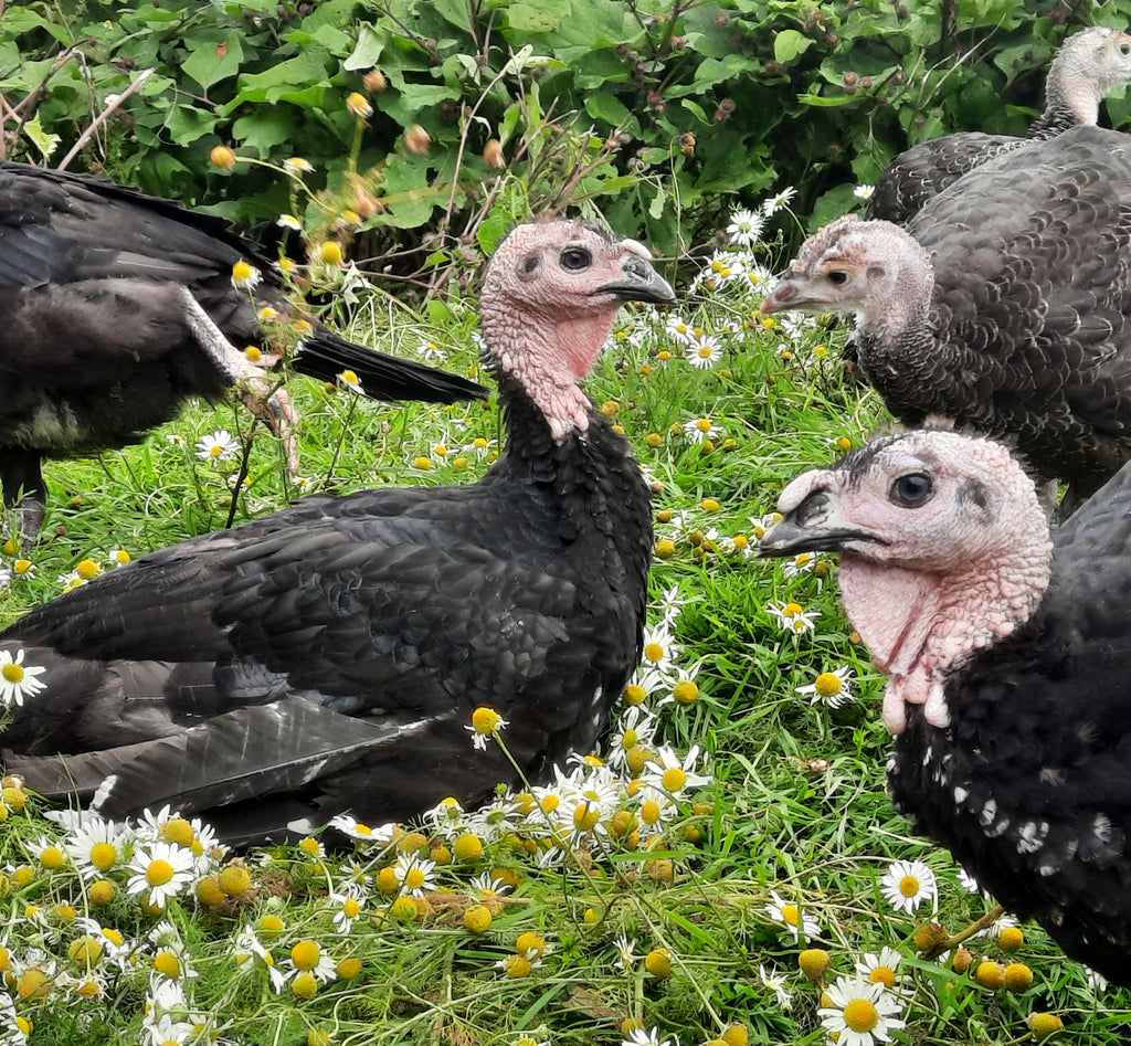 Free-Range Bronze Turkeys